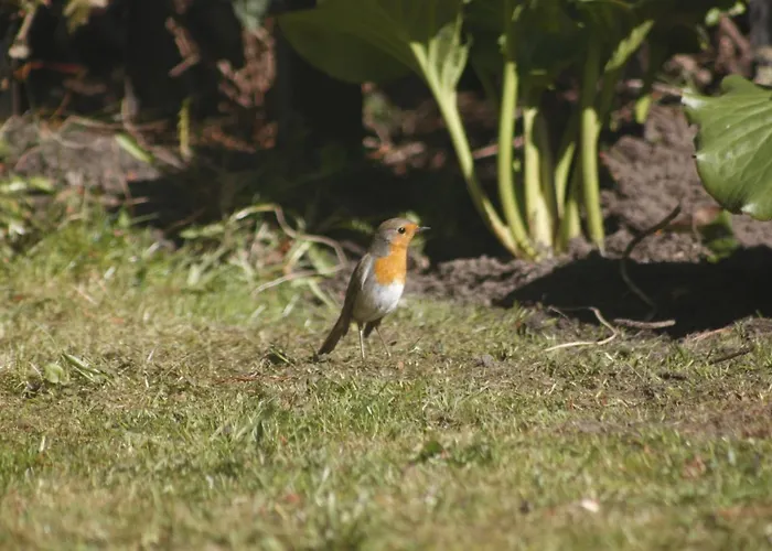 Semesterbostad Bursztynowy